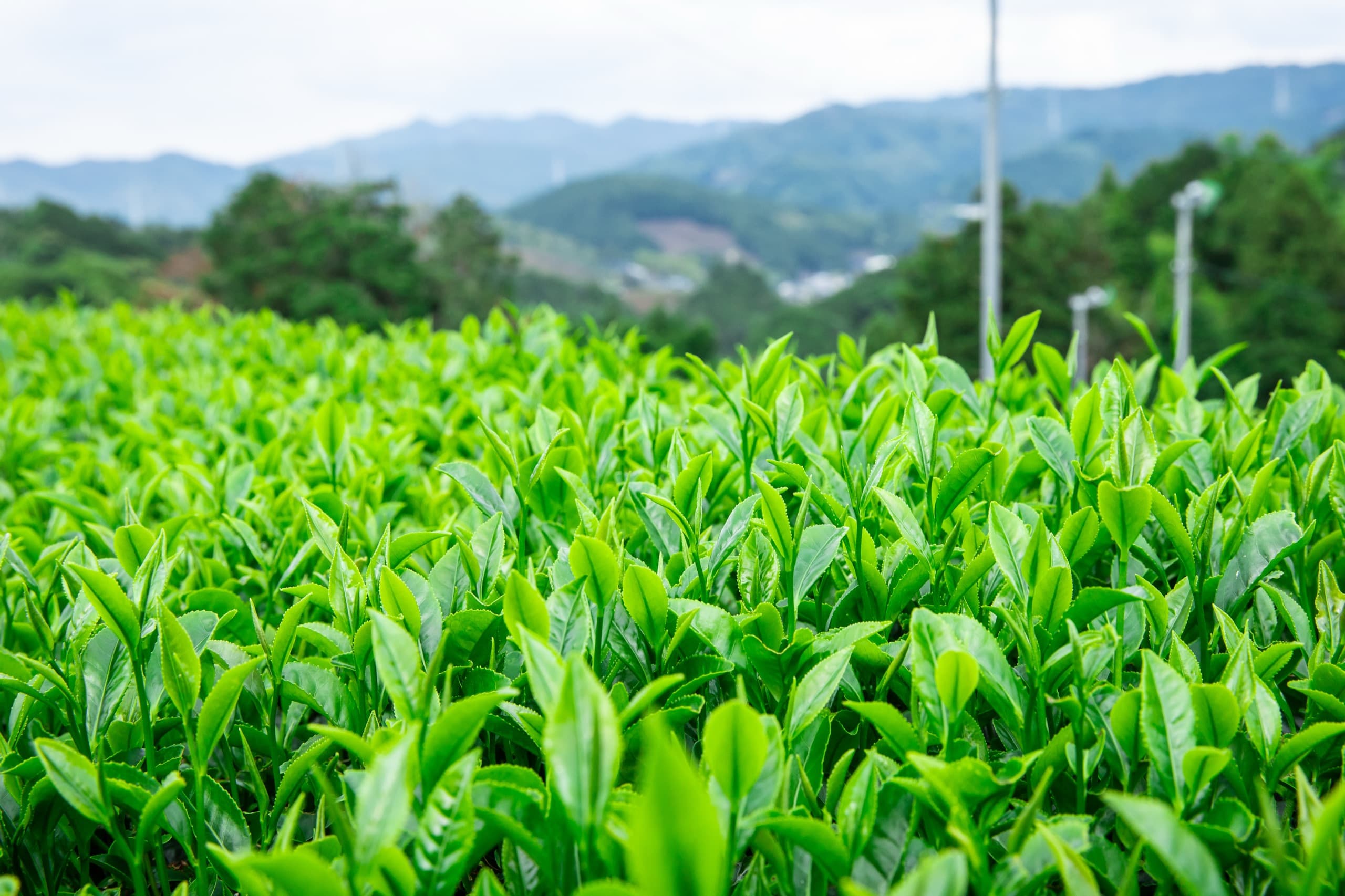 Japanese tea field